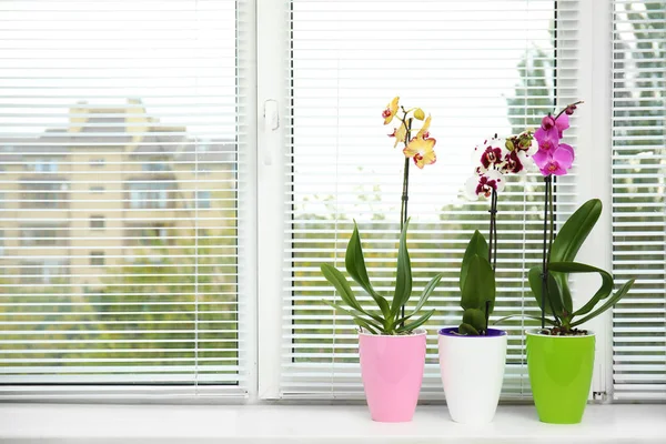 Indah Bunga Anggrek Tropis Dalam Pot Jendela Ruang Untuk Teks — Stok Foto