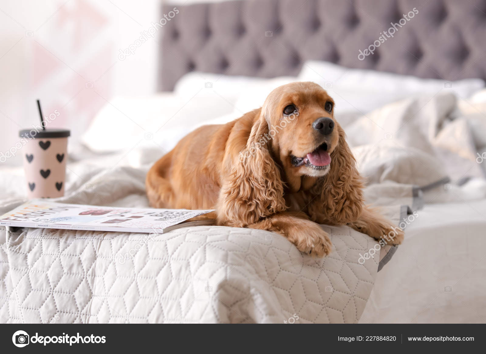 Cute Cocker Spaniel Dog Bed Home Warm Cozy Winter Stock Photo by