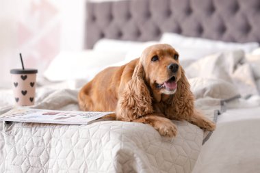 Cocker Spaniel köpek evde yatakta. Sıcak ve rahat kış