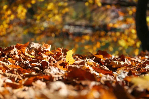 Ground Covered Fallen Leaves Sunny Autumn Day — Stock Photo, Image