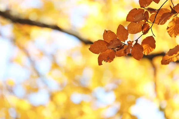 Galho Árvore Com Folhas Outono Fundo Borrado Espaço Para Texto — Fotografia de Stock