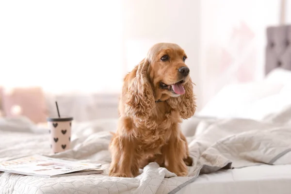 自宅のベッドの上のかわいいコッカー スパニエル犬 温かく居心地の良い冬 — ストック写真