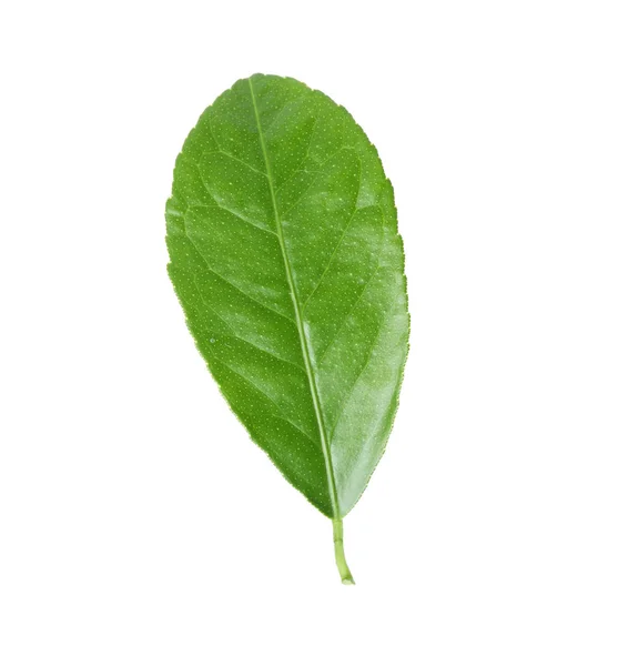 Свіжий Зелений Цитрусовий Лист Білому Тлі — стокове фото