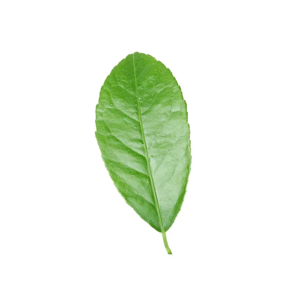 Frisches Grünes Zitrusblatt Auf Weißem Hintergrund — Stockfoto