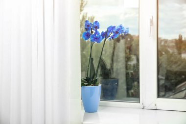 Pencere üzerinde tencerede güzel tropikal orkide çiçek