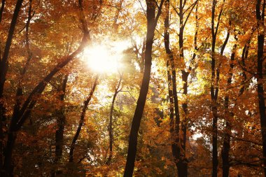 Sonbahar park ağaçlarda aracılığıyla parlak güneş ışığı görünümünü