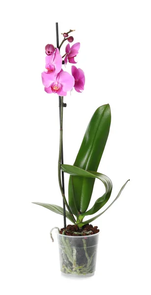 Gyönyörű Trópusi Orchidea Virág Pot Fehér Háttér — Stock Fotó