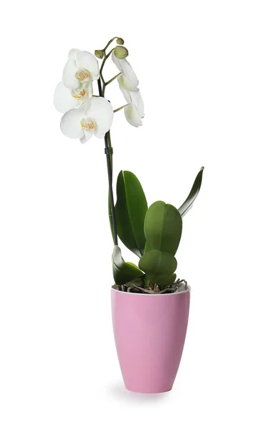 Bela Flor Orquídea Tropical Vaso Fundo Branco — Fotografia de Stock