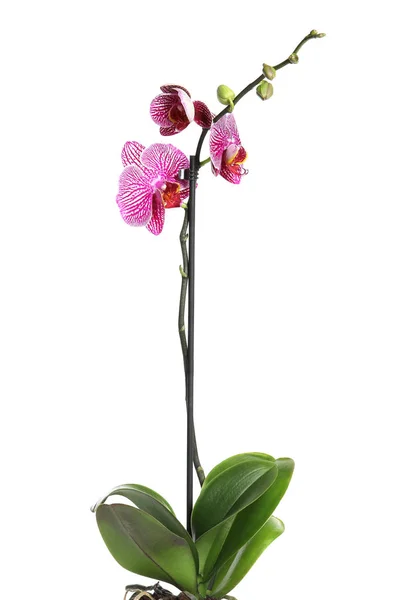 Gyönyörű Trópusi Orchidea Virág Fehér Háttér — Stock Fotó