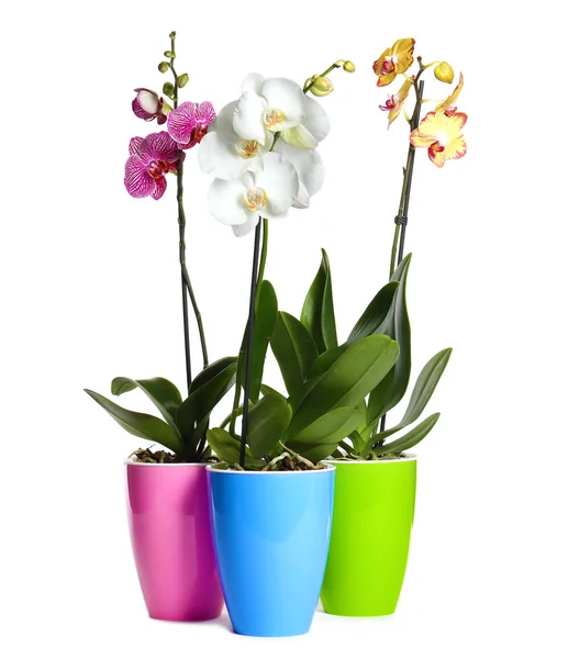 Belas Flores Orquídeas Tropicais Vasos Fundo Branco — Fotografia de Stock