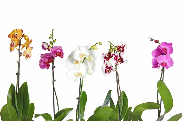 Gyönyörű Trópusi Orchidea Virágok Fehér Háttér — Stock Fotó