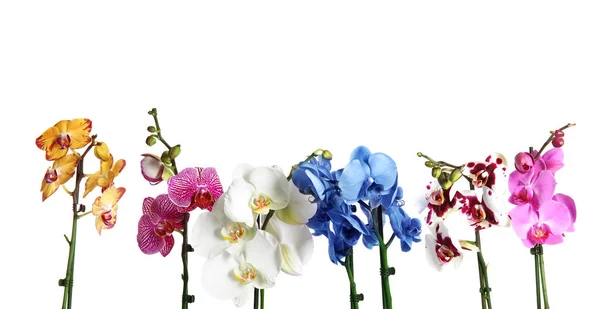 Красивые Тропические Цветы Орхидеи Белом Фоне — стоковое фото
