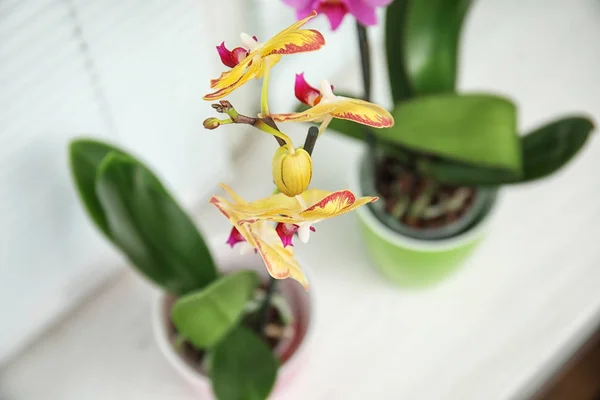 Bellissimo Fiore Orchidea Tropicale Vaso Sul Davanzale Della Finestra Primo — Foto Stock
