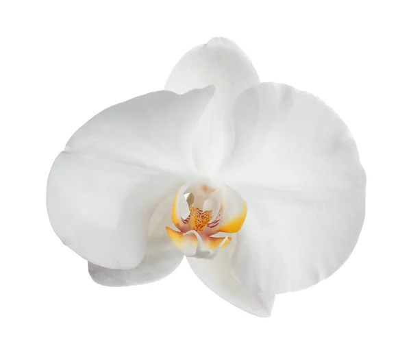 Schöne Tropische Orchideenblume Auf Weißem Hintergrund — Stockfoto