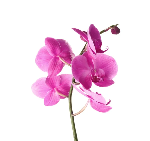 Branch Beautiful Tropical Orchid Flowers White Background — Stock Photo, Image