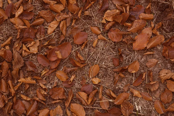 Fallen Autumn Leaves Ground Top View — Stock Photo, Image