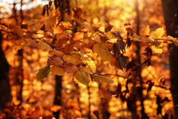 Sunlit Golden Leaves Autumn Forest Seasonal Background — Stock Photo, Image