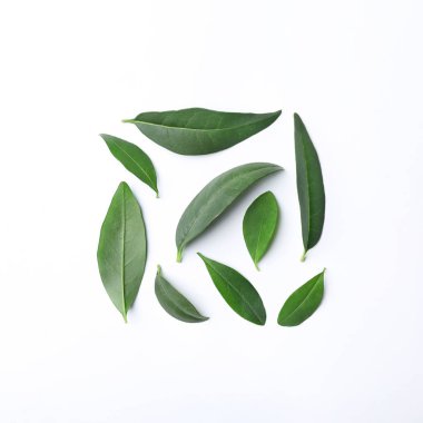 Beyaz arka plan üzerinde üstten görünüm taze yeşil limon yaprakları