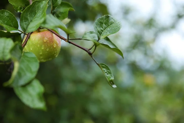 Bahçe Closeup Olgunlaşmış Meyve Ile Elma Ağacının Dalını — Stok fotoğraf