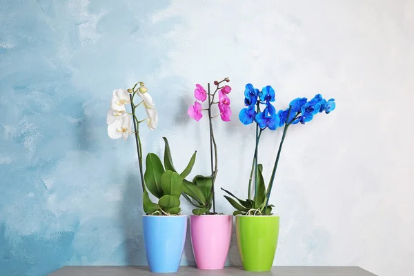 Gyönyörű Trópusi Orchidea Virágok Cserépben Tábla Közelében Színes Fal — Stock Fotó