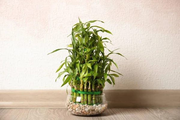 Зелений Бамбук Скляній Мисці Біля Кольорової Стіни — стокове фото
