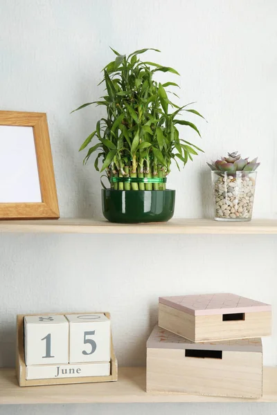 Estantes Con Bambú Verde Suerte Maceta Decoración Pared Luz —  Fotos de Stock