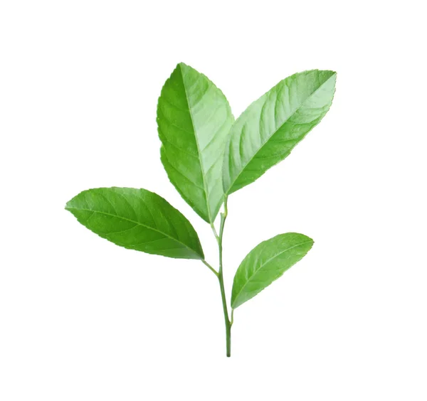 Świeże Gałązki Zielonych Owoców Cytrusowych Liści Białym Tle — Zdjęcie stockowe