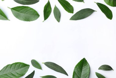 Taze yeşil narenciye beyaz zemin üzerine, üstten görünüm bırakır. Metin için yer