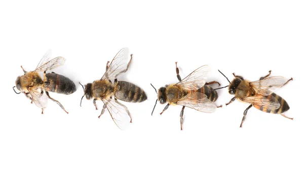 Όμορφη Μέλισσες Άσπρο Φόντο Top View Οικόσιτα Έντομα — Φωτογραφία Αρχείου