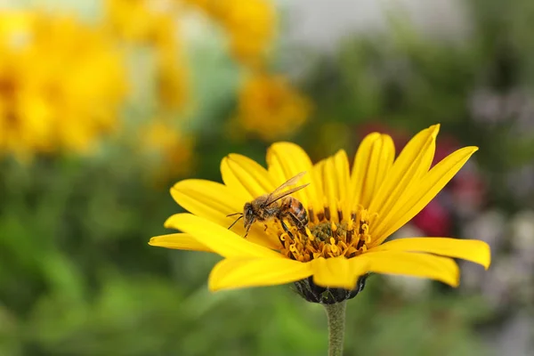 Hermosa Flor Con Abeja Sobre Fondo Borroso — Foto de Stock