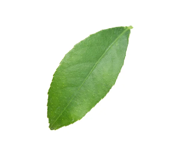 Verse Groene Citrus Leaf Witte Achtergrond — Stockfoto