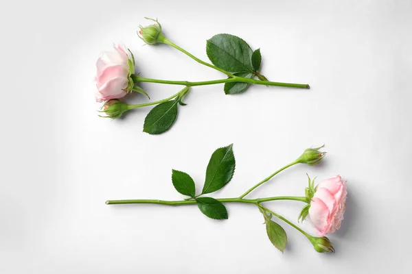 Όμορφα Τριαντάφυλλα Λευκό Φόντο Top View — Φωτογραφία Αρχείου