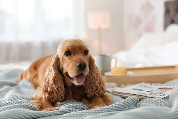 Cão Cocker Spaniel Bonito Com Cobertor Quente Cama Casa Inverno — Fotografia de Stock