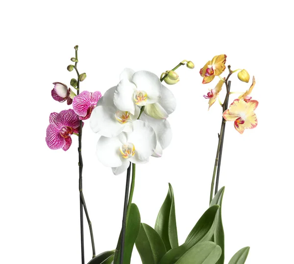 Bellissimi Fiori Orchidea Tropicale Sfondo Bianco — Foto Stock