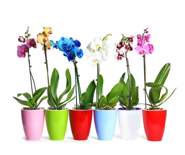 Gyönyörű Trópusi Orchidea Virágok Cserépben Fehér Háttér — Stock Fotó