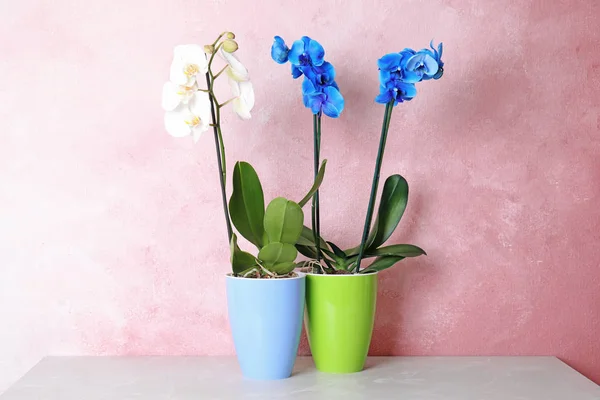 Mooie Tropische Orchidee Bloemen Potten Tafel Buurt Van Kleur Muur — Stockfoto