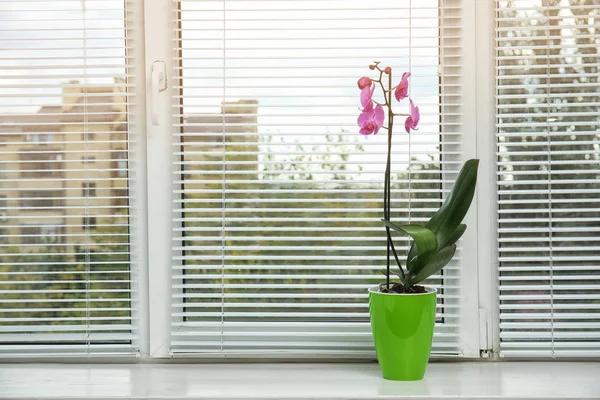 Bunga Anggrek Tropis Yang Indah Dalam Pot Jendela Ruang Untuk — Stok Foto