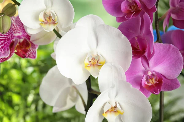 Bellissimi Fiori Orchidea Tropicale Sfondo Sfocato — Foto Stock