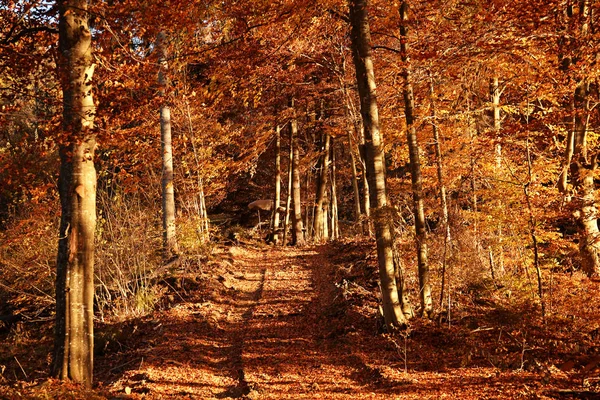 Malerische Landschaft Mit Herbstwald Sonnigen Tagen — Stockfoto