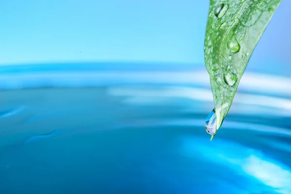 Hermosa Hoja Verde Con Gotas Agua Sobre Fondo Azul Primer —  Fotos de Stock