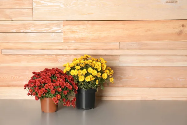 Beautiful potted chrysanthemum flowers on table near wooden wall. Space for text