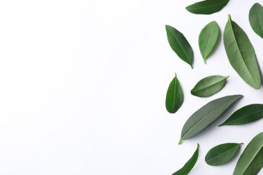 Taze yeşil narenciye beyaz zemin üzerine, üstten görünüm bırakır. Metin için yer