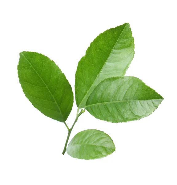 Свіжа Гілочка Зеленим Цитрусовим Листям Білому Тлі — стокове фото