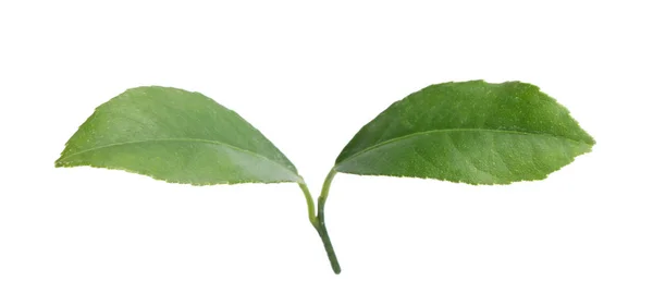 Świeże Owoce Cytrusowe Zielony Liści Białym Tle — Zdjęcie stockowe