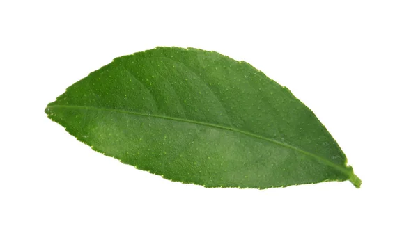 Φρέσκα Πράσινα Φύλλα Εσπεριδοειδών Λευκό Φόντο — Φωτογραφία Αρχείου