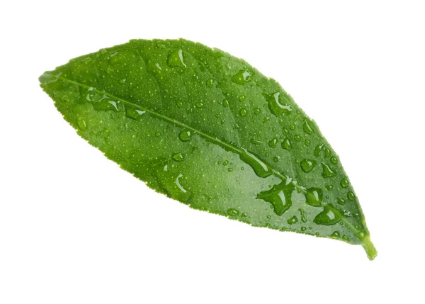 Folha Citrinos Verde Fresco Com Gotas Água Sobre Fundo Branco — Fotografia de Stock