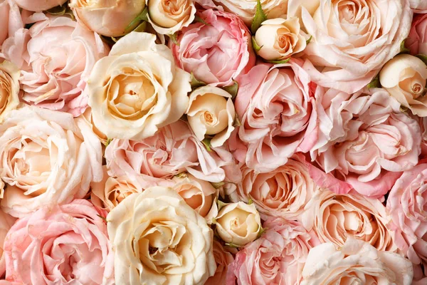 Muchas Rosas Hermosas Como Fondo Vista Superior — Foto de Stock