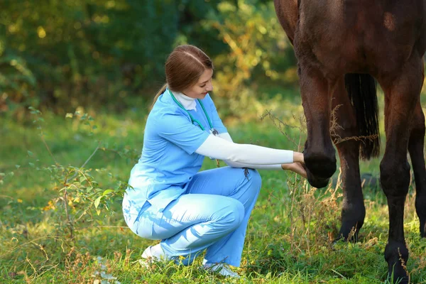 Veterinarian Uniform Examining Beautiful Brown Horse Outdoors Space Text — Stock Photo, Image