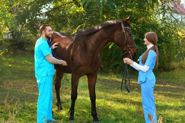 Veterinários Uniforme Examinando Belo Cavalo Marrom Livre — Fotografia de Stock