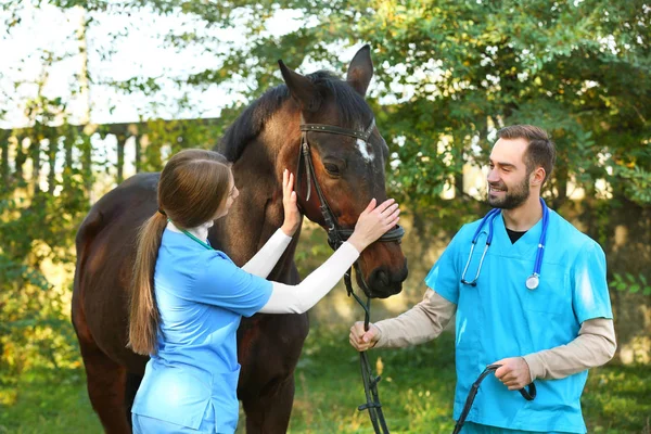 美しい茶色の馬を屋外で制服の獣医師 — ストック写真